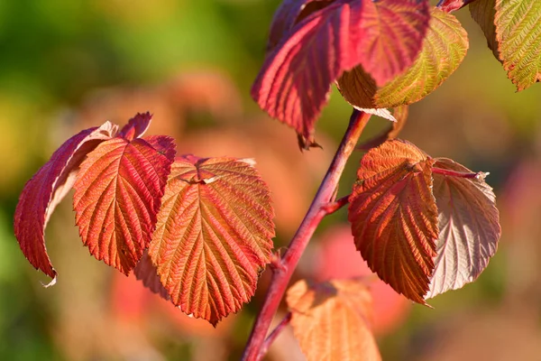 Красные Осенние Листья Редиски Крупным Планом — стоковое фото