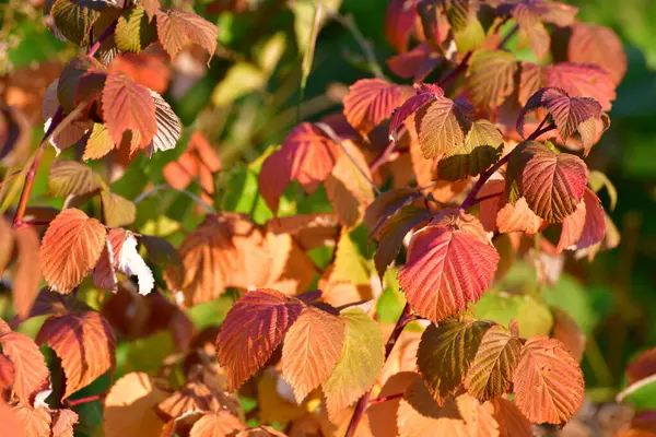 Красивые Красные Осенние Листья Малины Саду — стоковое фото