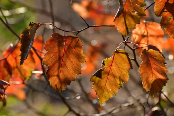 Belle Foglie Biancospino Giallo Autunno Giardino — Foto Stock