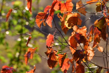 Güzel sarı sonbahar dikenli yaprakları bahçede