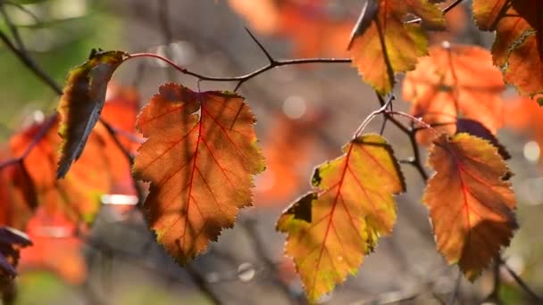 Beautiful yellow autumn hawthorn leaves in the garden — Stock Video