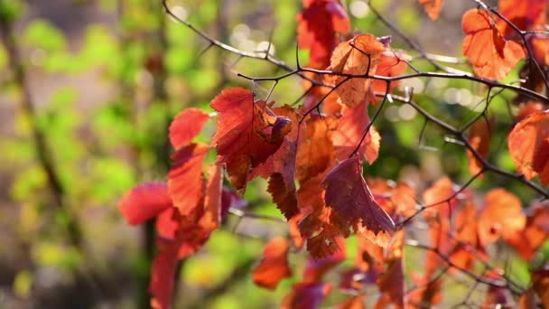 Beautiful yellow autumn hawthorn leaves in the garden — Stock Video