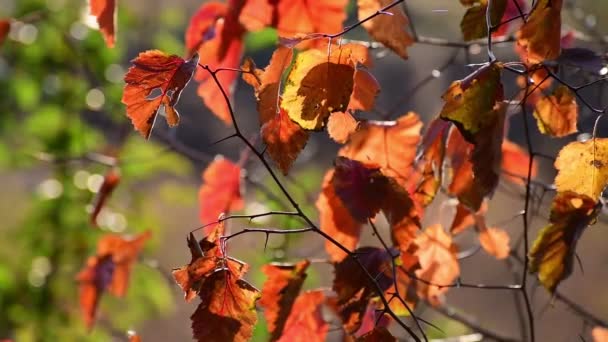Vackra gula hösthagtorn blad i trädgården — Stockvideo