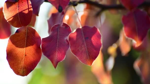 Hermosas hojas de pera roja de otoño en el jardín — Vídeo de stock