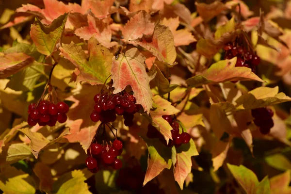 Красивая Красная Осенняя Груша Листья Саду — стоковое фото