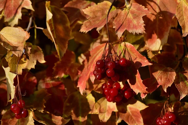 Belle Foglie Pera Rosso Autunno Giardino — Foto Stock