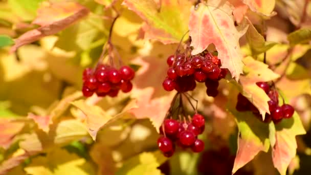 Красиве червоне осіннє листя груші в саду — стокове відео