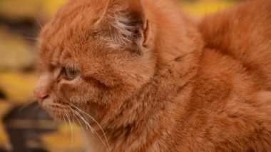 Güzel kızıl kedi sonbahar yeşilliklerinin arka planında caddede