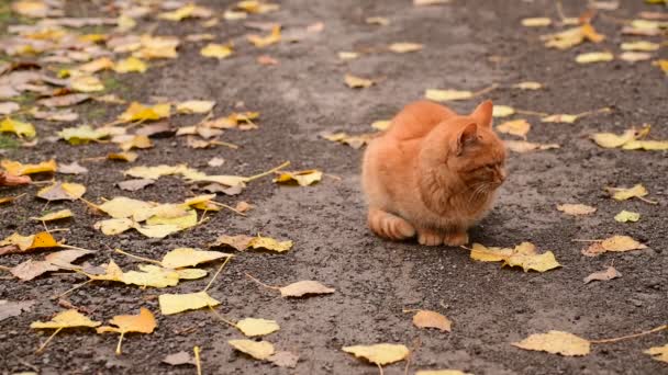 가을 잎을 배경으로 길에서 아름다운 생강 고양이 — 비디오