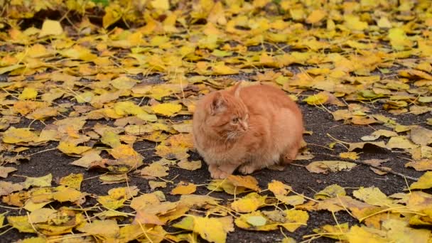 秋の紅葉を背景に、路上の美しい生姜猫 — ストック動画