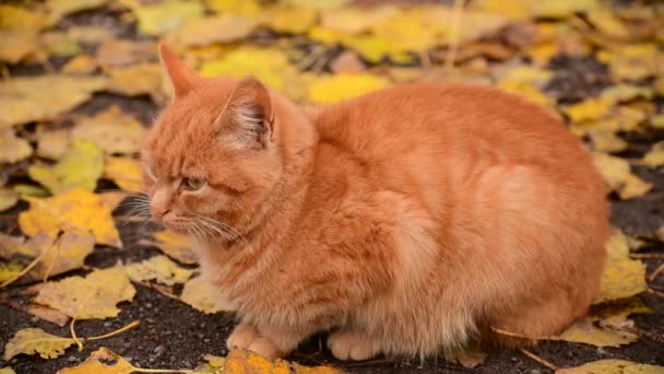 가을 잎을 배경으로 길에서 아름다운 생강 고양이 — 비디오