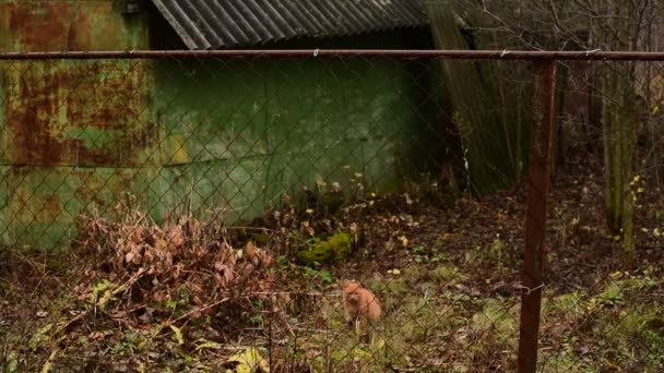 Ingefära katt klättrar över ett staket gjort av metall gitter — Stockvideo