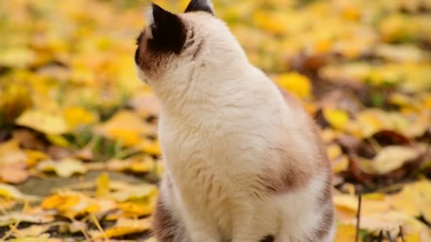 Сіамський кіт Мотлі нюхає осіннє повітря. — стокове відео