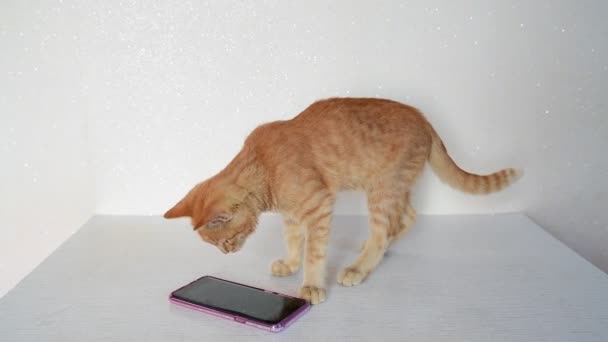 Gato vermelho joga no telefone com o mouse jogo de computador — Vídeo de Stock
