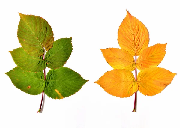 Осенние Листья Малины Белом Фоне — стоковое фото