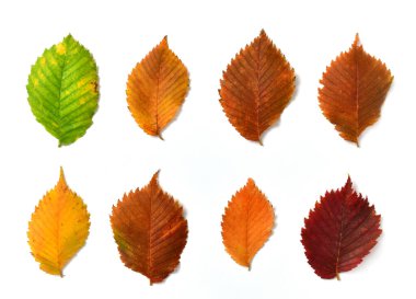 Beyaz arkaplanda sonbahar karaağacı yaprakları