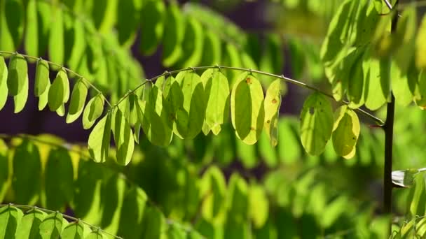 Die frühen Blätter der Robinie pseudoacacacia im Herbst — Stockvideo