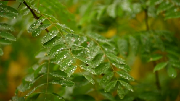 秋初的罗比尼亚假洋子叶在雨滴中 — 图库视频影像