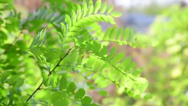 Il primo autunno Robinia pseudoacacia foglie — Video Stock