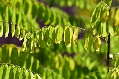 Sonbaharın başlarında Robinia psödoacia yaprakları