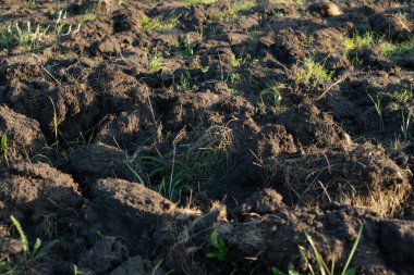 Ot ile sürülmüş bir toprak parçası.