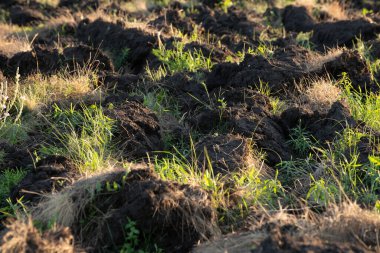 Ot ile sürülmüş bir toprak parçası.