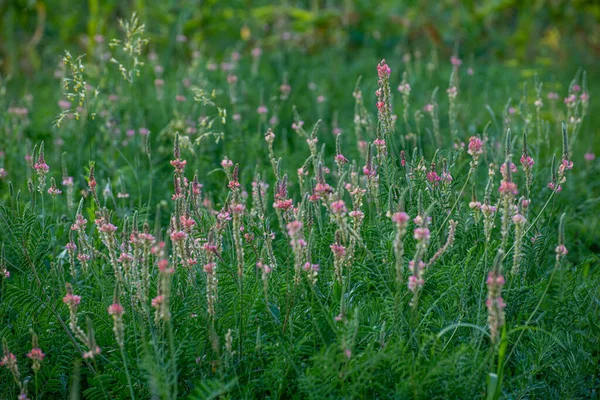 Magnifique Prairie Herbe Bleue Gros Plan — Photo