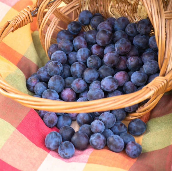 Organic Plums Wicker Basket — Stock Photo, Image