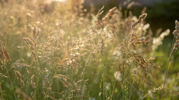 Rusya 'nın vahşi bozkır çimleriyle güzel bir gün batımı manzarası.
