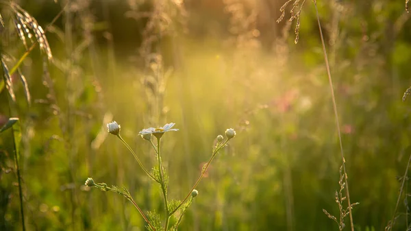 Beau Paysage Coucher Soleil Avec Herbe Sauvage Steppe Russie Images De Stock Libres De Droits