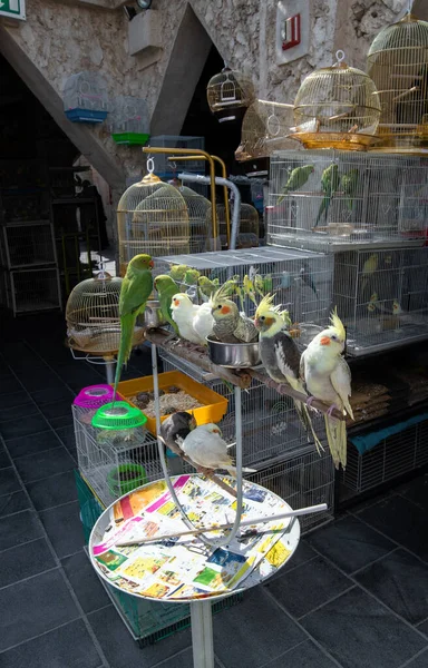 Ντόχα Κατάρ Πουλιά Στο Souq Waqif Αγορά Για Την Πώληση — Φωτογραφία Αρχείου