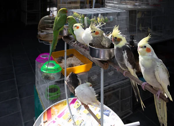 Doha Qatar Aves Souq Waqif Mercado Para Venda Roupas Tradicionais — Fotografia de Stock