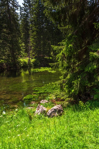 Pequeño Lago Bosque Pinos — Foto de Stock