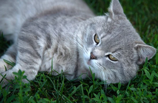 Den Grå Skotska Raka Katten Ligger Gräset — Stockfoto
