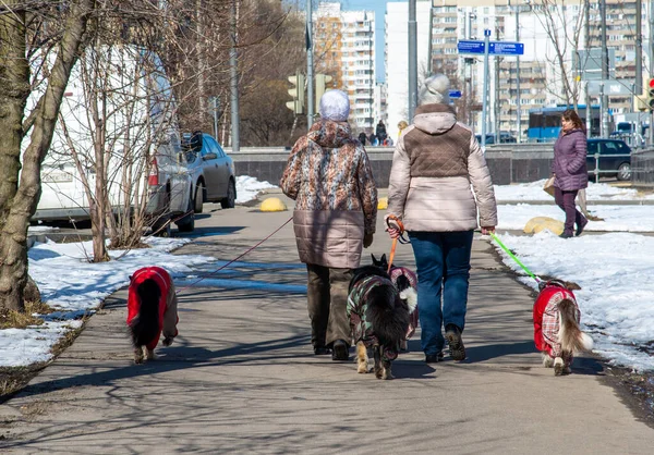 Москва Россия Апреля 2017 Год Две Женщины Водят Четырех Собак — стоковое фото