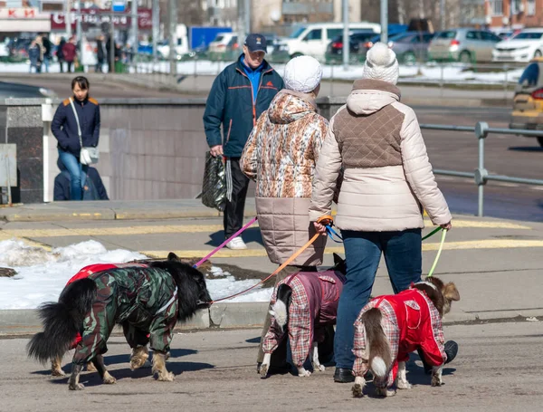 Moscow Russia Apr 2017 Two Women Lead Four Dogs City — Stock Photo, Image