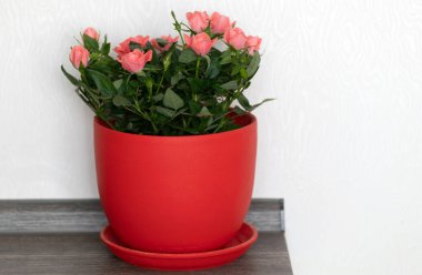 Beyaz arka planda seramik kapta pembe güller