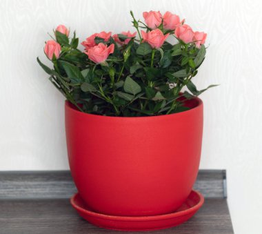 Beyaz arka planda seramik kapta pembe güller