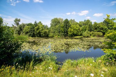 Nehir ve nilüfer yapraklarıyla güzel bir yaz manzarası.