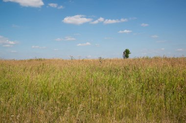Yazın sonlarında Steppe manzarası. Ön odak
