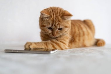 Kızıl kedi bir cep telefonunun yanında yatıyor.