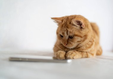 Kızıl kedi bir cep telefonunun yanında yatıyor.