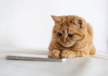 Kızıl kedi bir cep telefonunun yanında yatıyor.