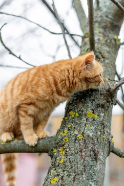Kızıl kedi sonbaharda bir ağaca tırmanır.