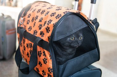 Kedili bir taşıyıcı istasyonda. Bir hayvanla seyahat etmek.