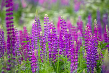 Çiçek açan yabani lupanlar ve otlarla dolu güzel bir çayır.