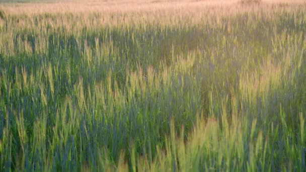 Гарне поле з молодою житою на заході сонця (Росія). — стокове відео