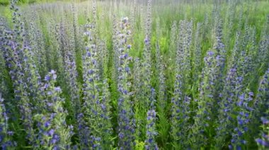 Salvia Superba çiçekli güzel çayır