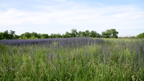 Hermoso prado con florecimiento Salvia Superba — Vídeo de stock