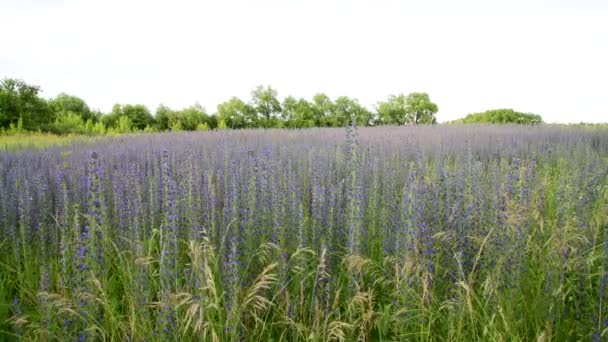 美しい草原とともに咲くサルビア・スーパーバ — ストック動画